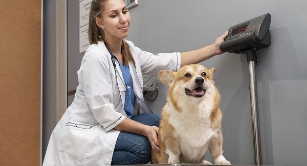 Las mejores clínicas veterinarias en México - en una de las mejores clínicas veterinarias en México, una veterinaria pesa un perro de raza corgi