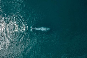 foto de un avistamiento de Ballenas en La Paz, Baja California Sur